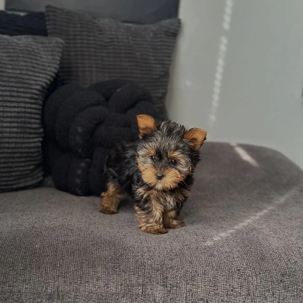 Precio del Yorkshire Terrier en Colombia 2026: guía completa de compra