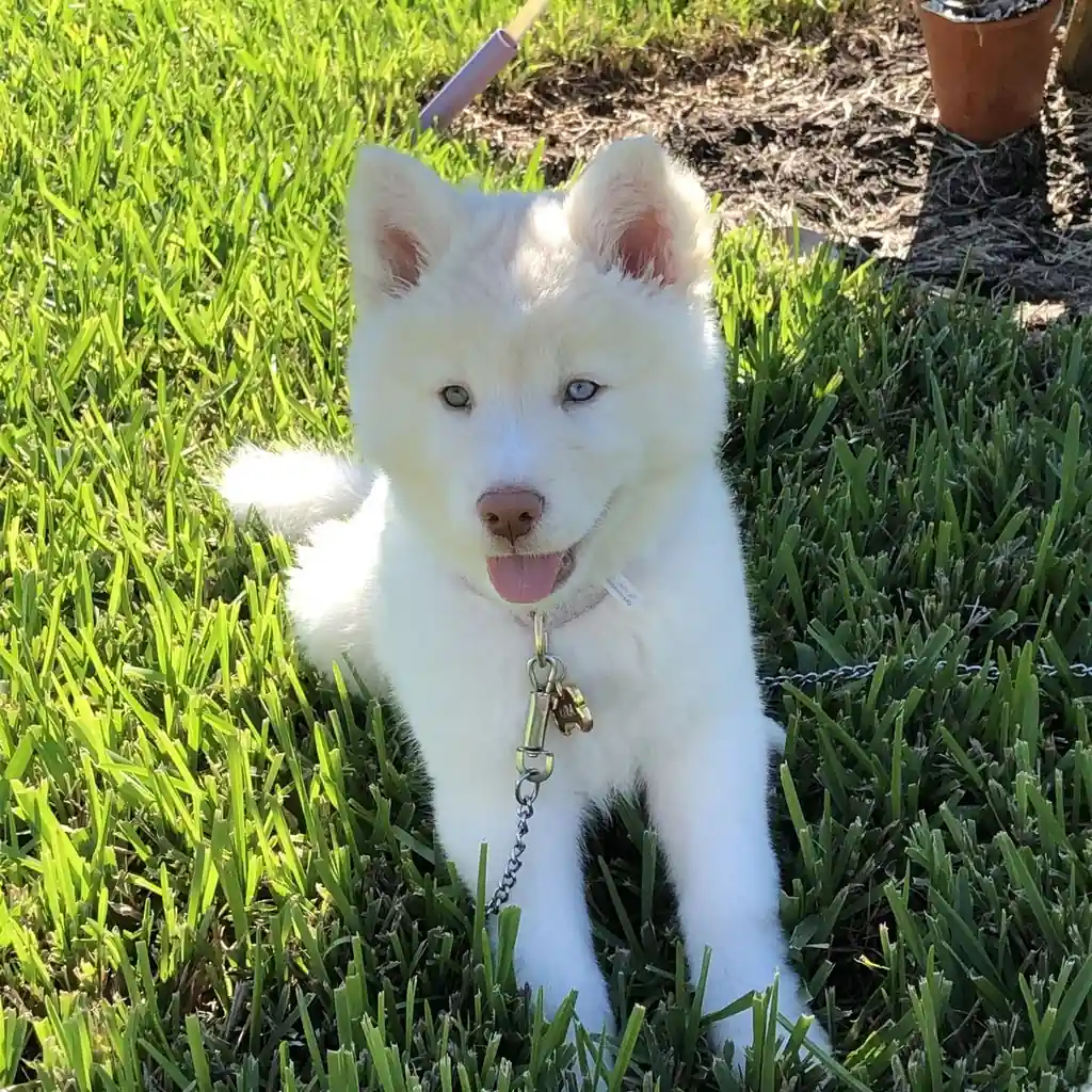 Cachorro Husky Siberiano en venta