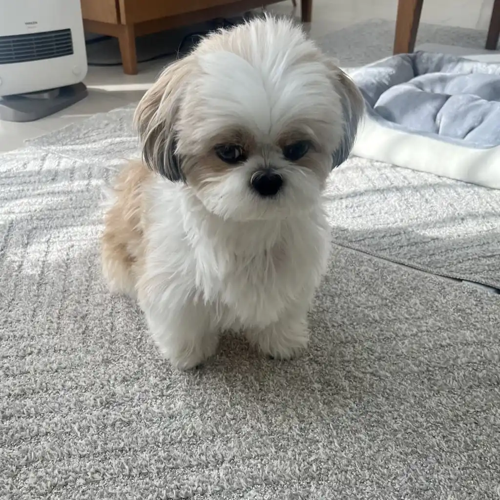 Precio del Shih Tzu en Colombia 2026: guía completa de compra