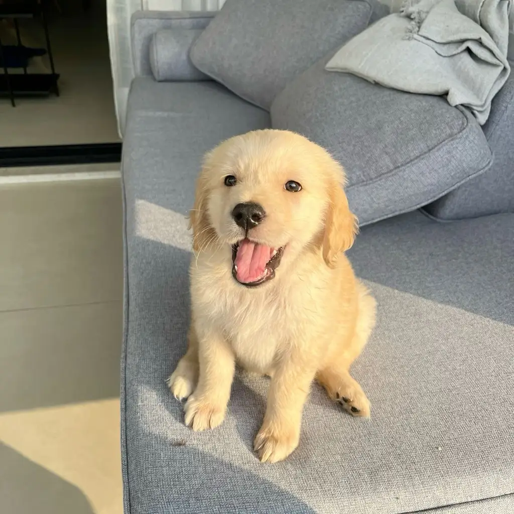 Cachorro Golden Retriever en venta