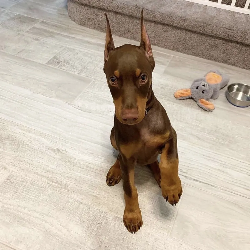 Cachorro Doberman en venta